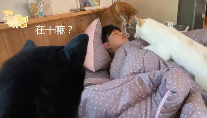 标题：网友分享“养宠悲剧时刻”，让主人崩溃让观众笑翻