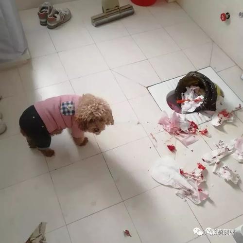 标题：网友分享“养宠悲剧时刻”