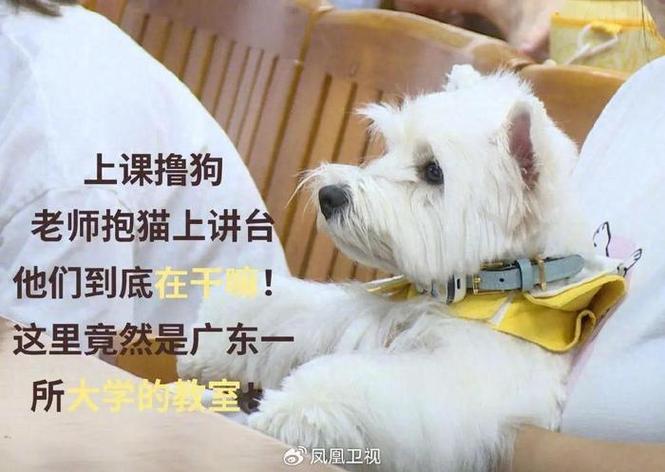 标题：广州宠物课堂 |发现大湾区