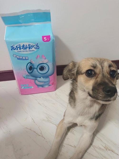 标题：狗哥：如何选择宠物营养品 王牌宠物微信课堂第三期实录