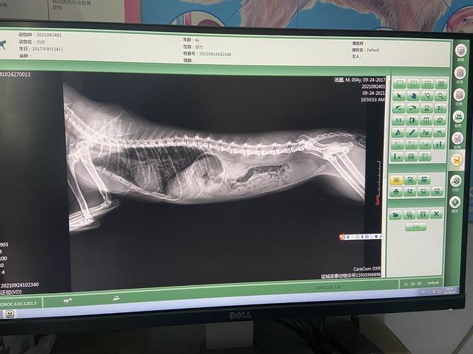 标题：犬猫X光片下常见的四种肺型