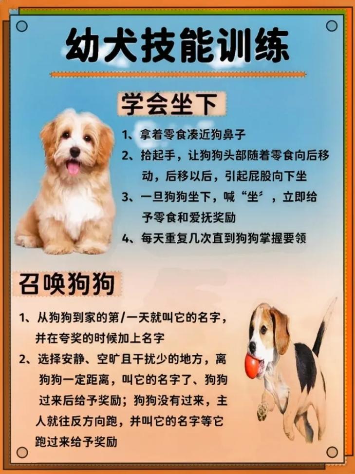 标题：锋哥的初心宠物课堂：想要养狗、训练狗？先了解狗狗的习性！