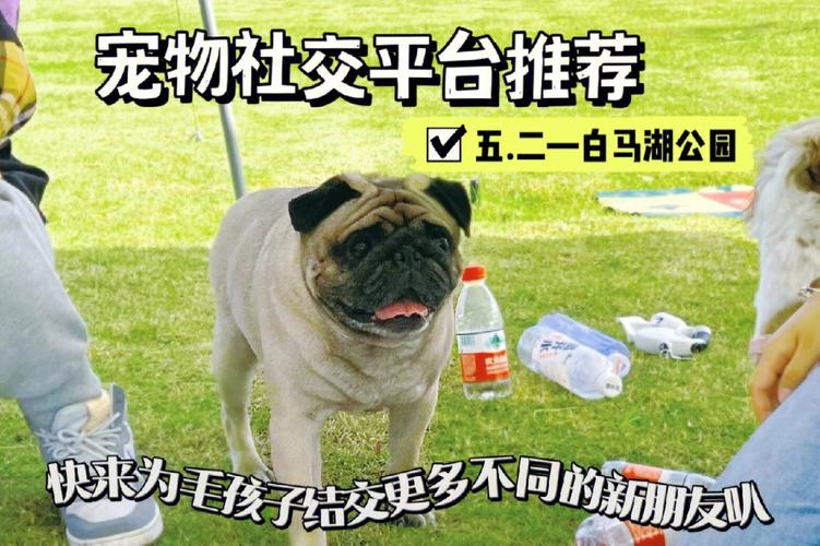 标题：「天猫」相亲带火闲鱼上宠物服务，五一前上门喂猫遛狗需求暴涨320%